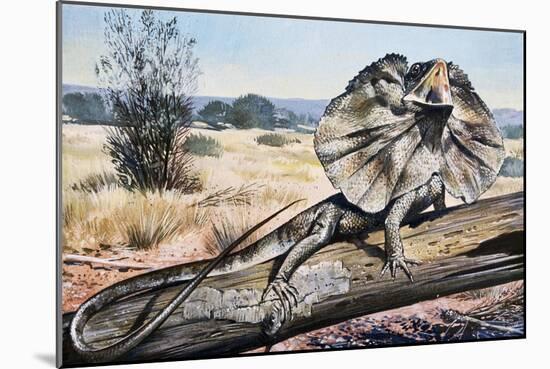 Frilled-Neck Lizard or Frilled Dragon (Chlamydosaurus Kingii), Agamidae-null-Mounted Giclee Print