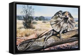 Frilled-Neck Lizard or Frilled Dragon (Chlamydosaurus Kingii), Agamidae-null-Framed Stretched Canvas