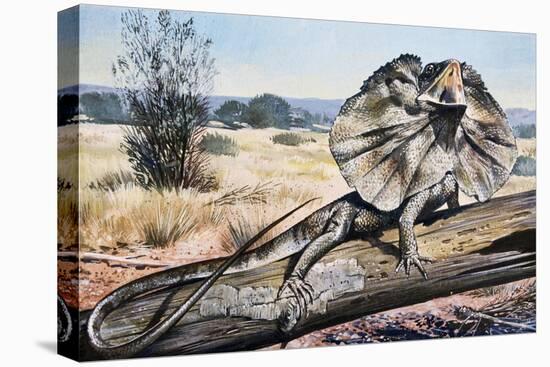 Frilled-Neck Lizard or Frilled Dragon (Chlamydosaurus Kingii), Agamidae-null-Stretched Canvas