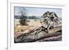 Frilled-Neck Lizard or Frilled Dragon (Chlamydosaurus Kingii), Agamidae-null-Framed Giclee Print