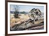 Frilled-Neck Lizard or Frilled Dragon (Chlamydosaurus Kingii), Agamidae-null-Framed Giclee Print