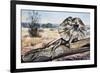 Frilled-Neck Lizard or Frilled Dragon (Chlamydosaurus Kingii), Agamidae-null-Framed Giclee Print