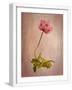White Frame