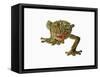 Fringed Gecko-Martin Harvey-Framed Stretched Canvas