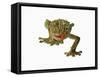 Fringed Gecko-Martin Harvey-Framed Stretched Canvas