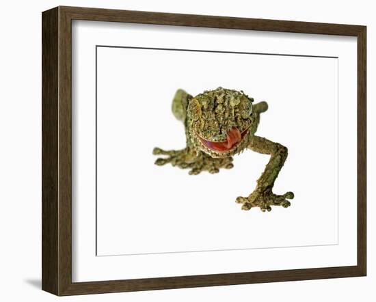 Fringed Gecko-Martin Harvey-Framed Photographic Print