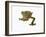 Fringed Gecko-Martin Harvey-Framed Photographic Print