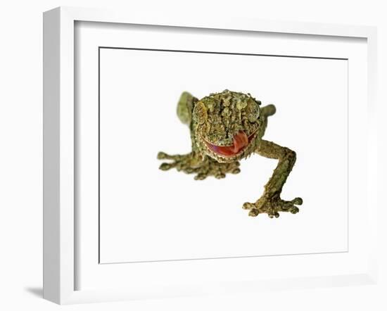 Fringed Gecko-Martin Harvey-Framed Photographic Print