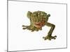 Fringed Gecko-Martin Harvey-Mounted Photographic Print