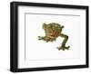 Fringed Gecko-Martin Harvey-Framed Photographic Print