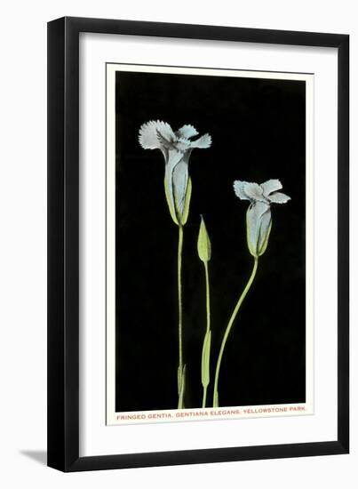 Fringed Gentian, Yellowstone National Park-null-Framed Art Print