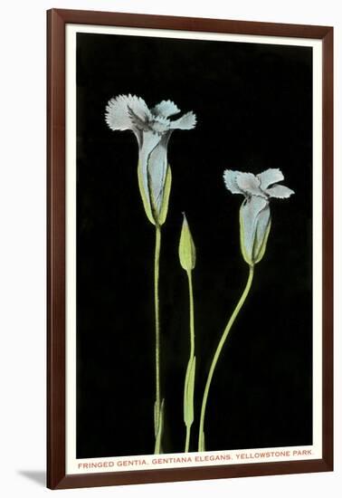 Fringed Gentian, Yellowstone National Park-null-Framed Art Print