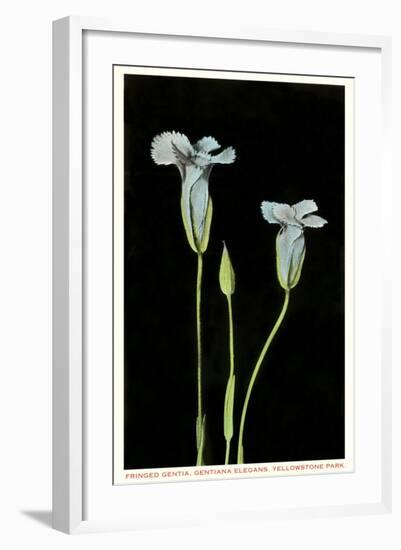 Fringed Gentian, Yellowstone National Park-null-Framed Art Print