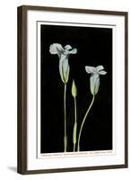 Fringed Gentian, Yellowstone National Park-null-Framed Art Print