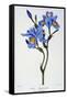 Fringed Iris, 1836-Pancrace Bessa-Framed Stretched Canvas