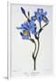 Fringed Iris, 1836-Pancrace Bessa-Framed Giclee Print