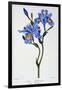 Fringed Iris, 1836-Pancrace Bessa-Framed Giclee Print