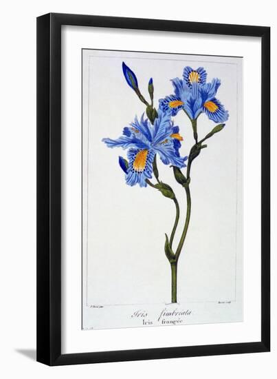 Fringed Iris, 1836-Pancrace Bessa-Framed Giclee Print