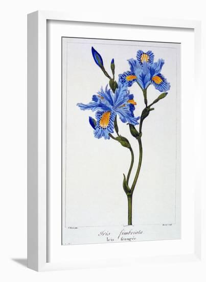 Fringed Iris, 1836-Pancrace Bessa-Framed Giclee Print