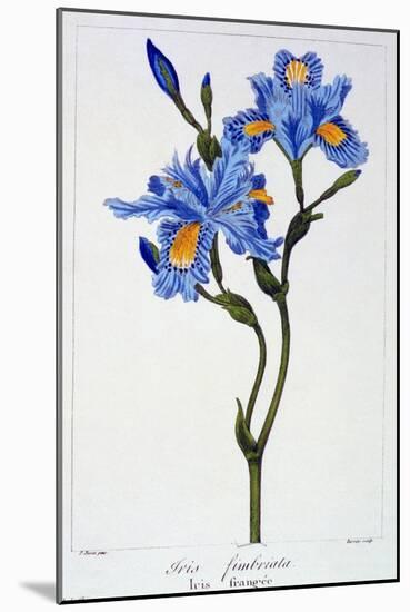 Fringed Iris, 1836-Pancrace Bessa-Mounted Giclee Print