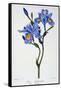 Fringed Iris, 1836-Pancrace Bessa-Framed Stretched Canvas