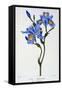 Fringed Iris, 1836-Pancrace Bessa-Framed Stretched Canvas