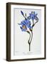 Fringed Iris, 1836-Pancrace Bessa-Framed Premium Giclee Print