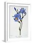 Fringed Iris, 1836-Pancrace Bessa-Framed Premium Giclee Print