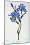 Fringed Iris, 1836-Pancrace Bessa-Mounted Premium Giclee Print