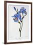 Fringed Iris, 1836-Pancrace Bessa-Framed Giclee Print