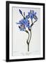 Fringed Iris, 1836-Pancrace Bessa-Framed Giclee Print