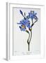 Fringed Iris, 1836-Pancrace Bessa-Framed Giclee Print