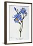 Fringed Iris, 1836-Pancrace Bessa-Framed Giclee Print