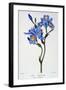 Fringed Iris, 1836-Pancrace Bessa-Framed Giclee Print