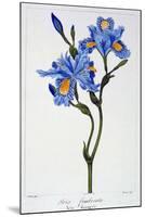 Fringed Iris, 1836-Pancrace Bessa-Mounted Giclee Print