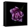 Fringed Pink Tulip-Magda Indigo-Framed Stretched Canvas