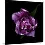 Fringed Pink Tulip-Magda Indigo-Mounted Photographic Print