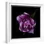 Fringed Pink Tulip-Magda Indigo-Framed Photographic Print