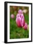 Black Frame
