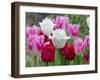 Fringed Tulip 'Dallas' and Tulipa 'Swan Wings' and Tulipa 'Valery Gergiev' in garden border-Ernie Janes-Framed Photographic Print