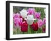 Fringed Tulip 'Dallas' and Tulipa 'Swan Wings' and Tulipa 'Valery Gergiev' in garden border-Ernie Janes-Framed Photographic Print