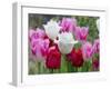 Fringed Tulip 'Dallas' and Tulipa 'Swan Wings' and Tulipa 'Valery Gergiev' in garden border-Ernie Janes-Framed Photographic Print