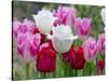 Fringed Tulip 'Dallas' and Tulipa 'Swan Wings' and Tulipa 'Valery Gergiev' in garden border-Ernie Janes-Stretched Canvas