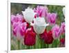 Fringed Tulip 'Dallas' and Tulipa 'Swan Wings' and Tulipa 'Valery Gergiev' in garden border-Ernie Janes-Framed Photographic Print
