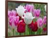 Fringed Tulip 'Dallas' and Tulipa 'Swan Wings' and Tulipa 'Valery Gergiev' in garden border-Ernie Janes-Framed Photographic Print