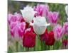 Fringed Tulip 'Dallas' and Tulipa 'Swan Wings' and Tulipa 'Valery Gergiev' in garden border-Ernie Janes-Mounted Photographic Print