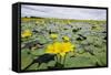 Fringed Water Lilies - Yellow Floating Heart (Nymphoides Peltata) on Lake, Hortobagy Np, Hungary-Radisics-Framed Stretched Canvas