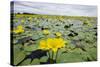 Fringed Water Lilies - Yellow Floating Heart (Nymphoides Peltata) on Lake, Hortobagy Np, Hungary-Radisics-Stretched Canvas