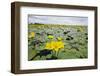 Fringed Water Lilies - Yellow Floating Heart (Nymphoides Peltata) on Lake, Hortobagy Np, Hungary-Radisics-Framed Photographic Print