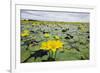 Fringed Water Lilies - Yellow Floating Heart (Nymphoides Peltata) on Lake, Hortobagy Np, Hungary-Radisics-Framed Photographic Print